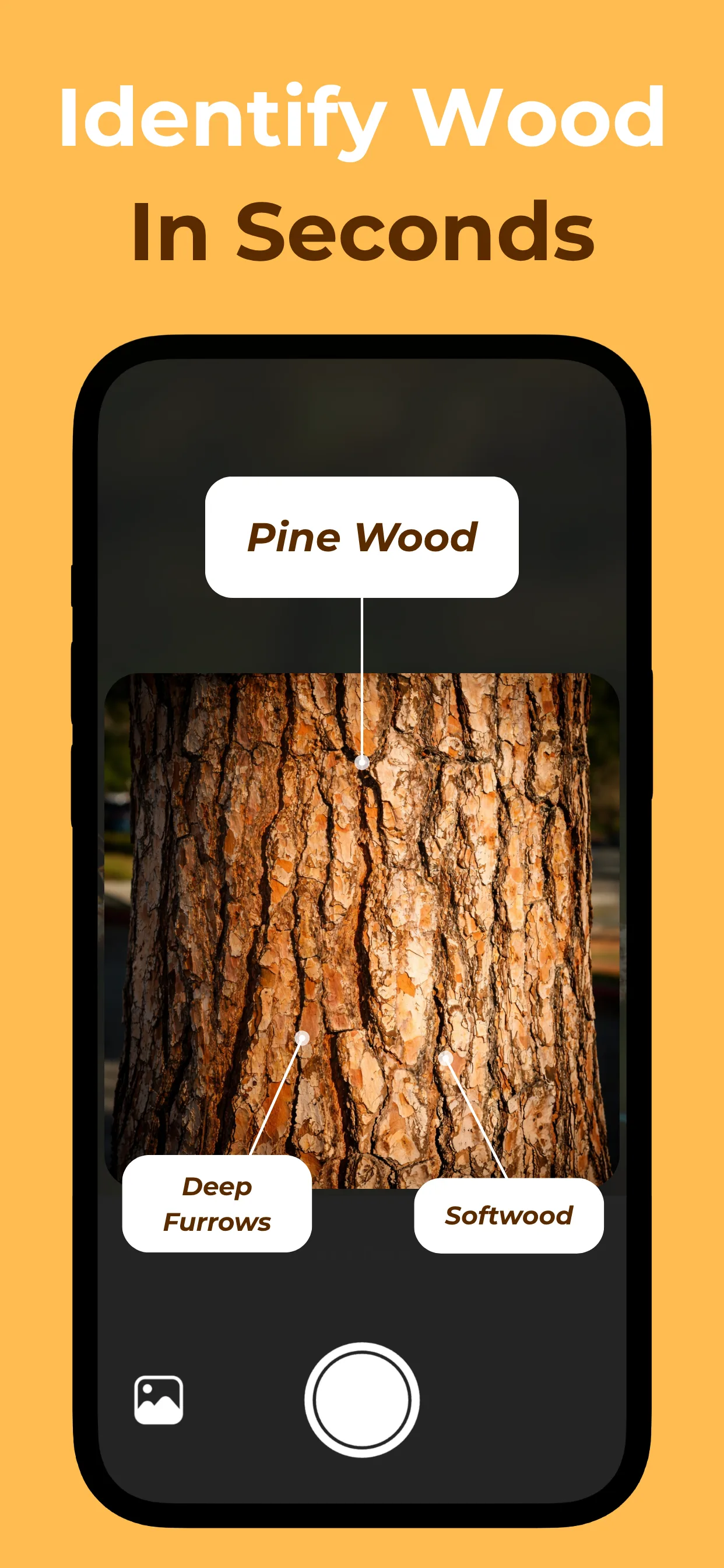 Identifying wood species with AI